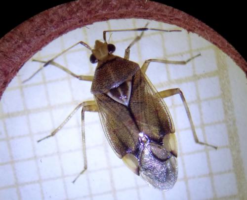 Réf. 248 442 : Deraeocoris flavilinea